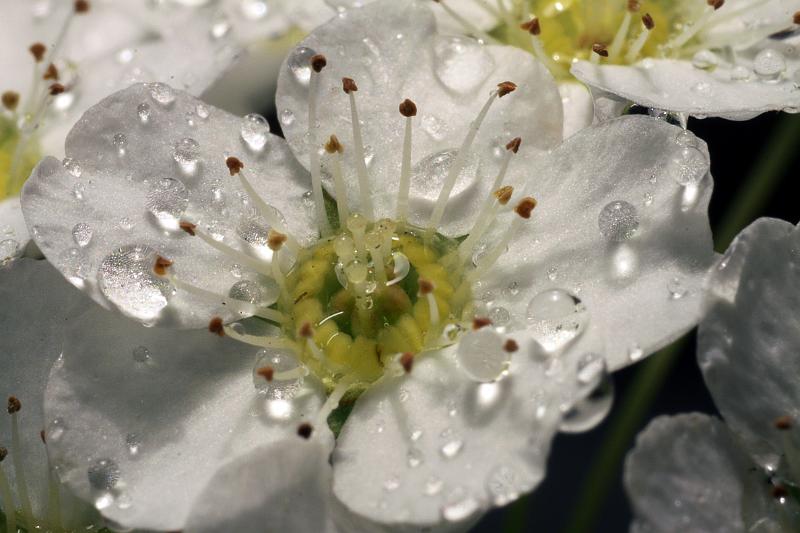 Nasse Blüte des Pracht-Spierstrauchs.JPG - Nasse Blüte des Pracht-Spierstrauchs